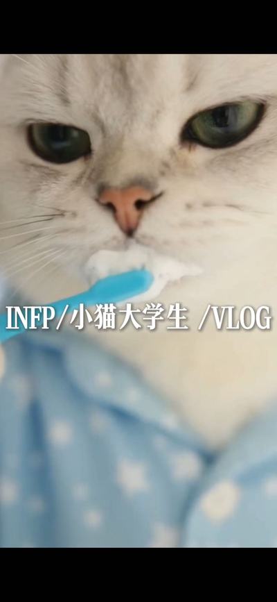 小猫vlog
